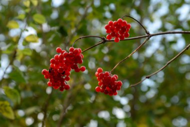 Kalina (Viburnum), Tansy familyasından bir bitki cinsidir.