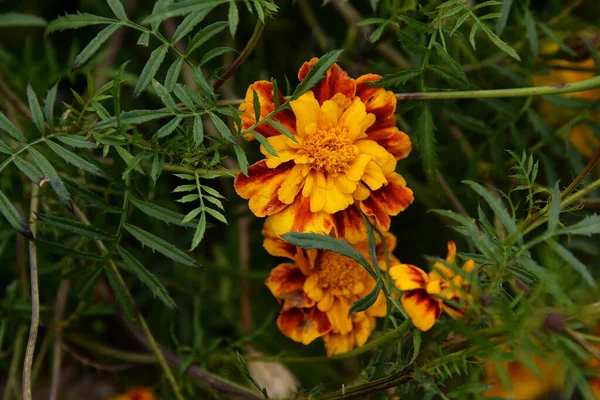Marigolds Tagetes Marigolds Род Ежегодных Травянистых Растений Семейства Aster — стоковое фото