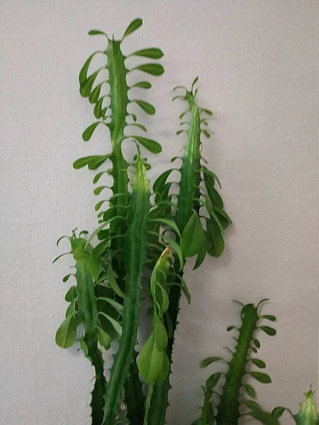 Atatürk Üçgen Veya Euphorbia Trigrated Lat Euphorbia Trigona — Stok fotoğraf