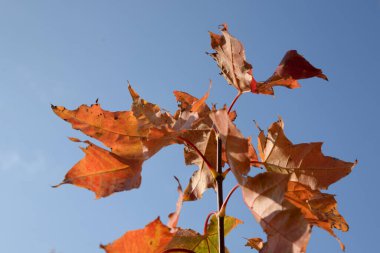 Akçaağaç, keskin yapraklı, çınar gibi. Eski karışık sonbahar ormanı.