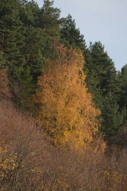 Eski karışık sonbahar ormanı. Eski karışık sonbahar ormanı. Birch (Btula), huş ağacından (Betulaceae) yaprak döken ağaçların ve çalıların bir cinsidir.)  