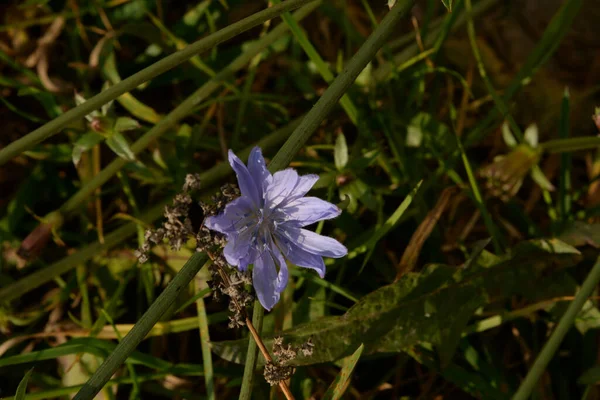 Centaurea Saster Familyasından Bir Bitki Cinsidir — Stok fotoğraf