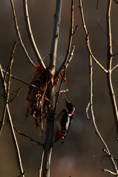 啄木鸟 树栖动物 — 图库照片