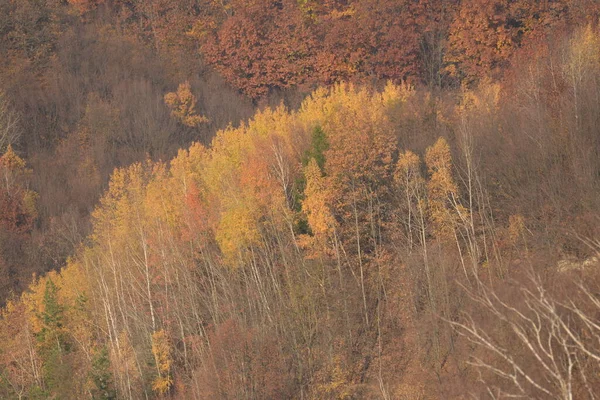 Старая Смешанная Осенняя Форесть Березка Btula Род Лиственных Деревьев Кустарников — стоковое фото