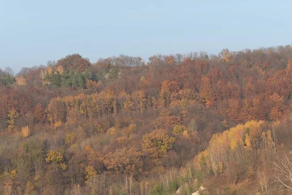 Stary Las Mieszany Jesienią Btula Rodzaj Drzew Liściastych Rodziny Brzozowatych — Zdjęcie stockowe