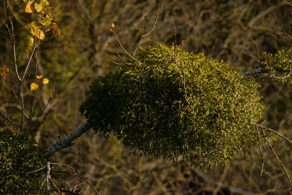 Muérdago Viscum Género Arbustos Semi Parasitarios Hierbas Familia Santal Loranthaceae — Foto de Stock