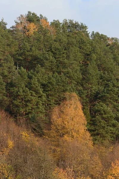 Oude Gemengde Herfstbossen Oude Gemengde Herfstbossen Berk Btula Een Geslacht — Stockfoto