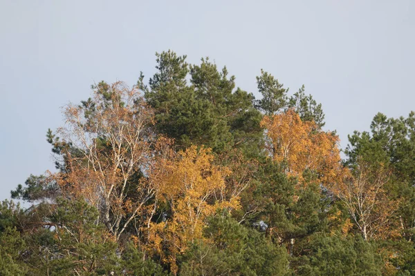 Alter Herbstmischwald Alter Herbstmischwald Birke Btula Ist Eine Gattung Von — Stockfoto