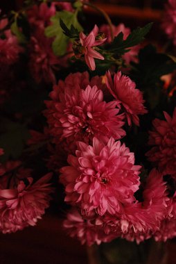 Gerbera (lat. Gerbera, Asteraceae familyasından bir bitki türü.