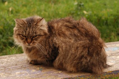 Kedi kedisi (Latince Felis Silvestris catus), kedigiller (Felis) familyasından bir kedi türü.)