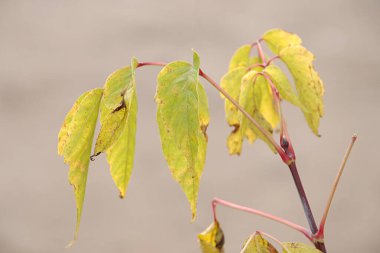 Eski karışık sonbahar ormanı