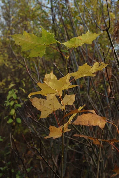 Common Maple Sharp Leaved Sycamore Old Mixed Autumn Forest — Stock Photo, Image