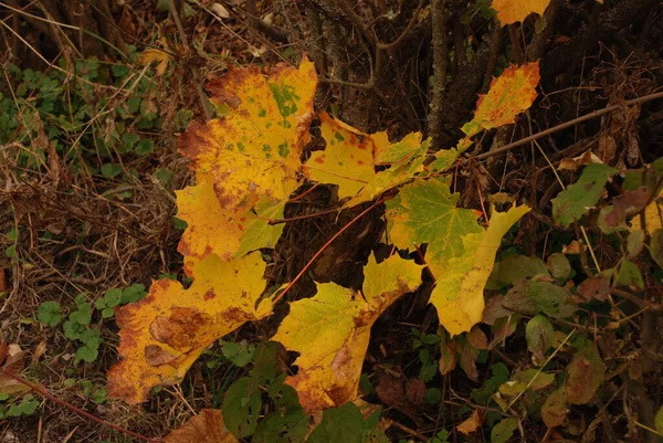 Κοινό Σφένδαμο Αιχμηρά Φύλλα Σύκαμορ Όμοιο Παλιό Μικτό Φθινόπωρο Δάσος — Φωτογραφία Αρχείου