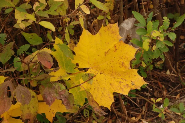 Maple Comum Afiado Leaved Sycamore Old Floresta Outono Mista — Fotografia de Stock