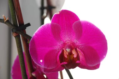 Zozuliantsev ya da Orchidaceae (Orchidaceae) - bitkisel bitkilerin uzun ömürlü karasal veya epifiz bitkilerin anavatanıdır.