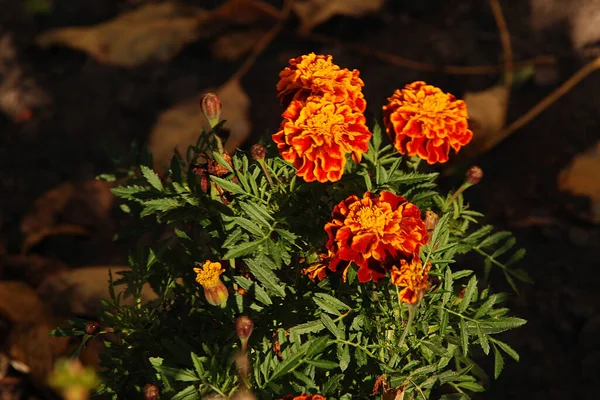 Marigolds Tagetes Marigolds Genus Annual Herbaceous Plants Aster Family — Stock Photo, Image