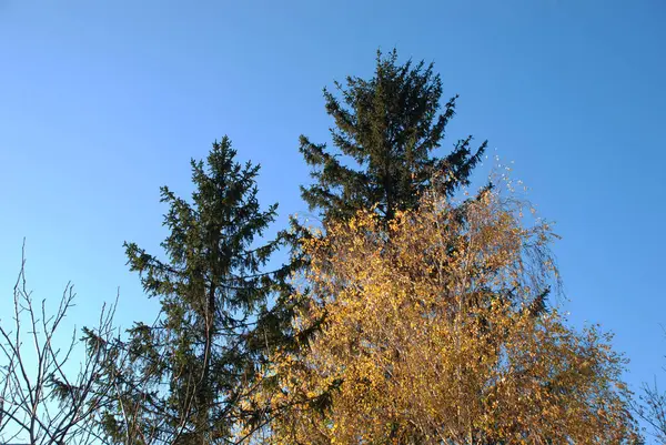 Starý Smíšený Podzimní Lesík Starý Smíšený Podzimní Lesík Bříza Btula — Stock fotografie