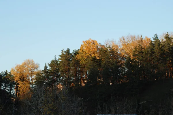 古い混合した秋の森 古い混合した秋の森 Btura 白樺科の落葉樹と低木の属です — ストック写真