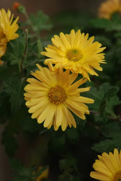 stock image Gerbera (lat. Gerbera) is a genus of perennial grasses of the Asteraceae family