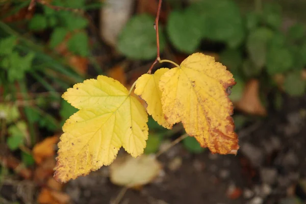 stock image Common maple, sharp-leaved, sycamore-like.Old mixed autumn forest 