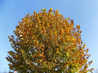 Eski karışık sonbahar ormanı.          