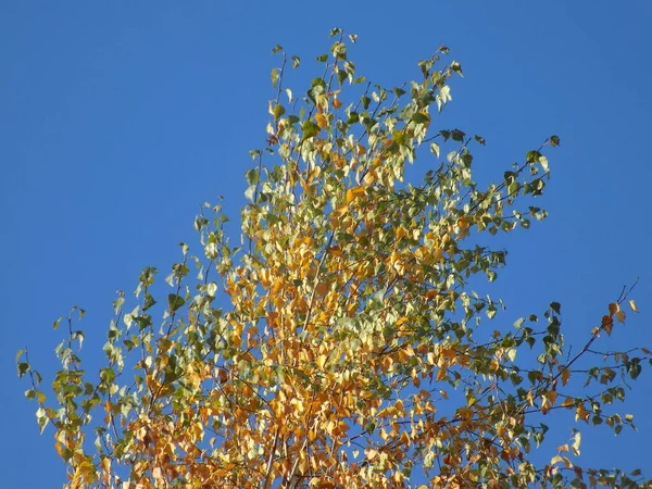 Birch Btula Genus Deciduous Trees Shrubs Birch Family Betulaceae — Foto de Stock