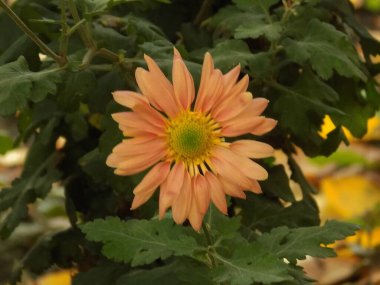 Gerbera (lat. Gerbera, Asteraceae familyasından bir bitki türü.          