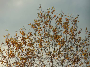 Eski karışık sonbahar ormanı