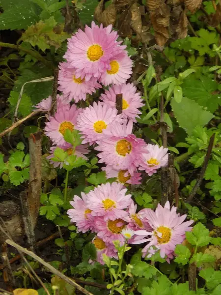 Gerbera Lat Gerbera Asteraceae Familyasından Bir Bitki Türü — Stok fotoğraf