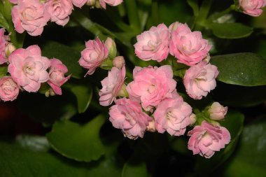 Kalanchoe Blossfeld (Kalanchoe Blossfeldiana Polln.)