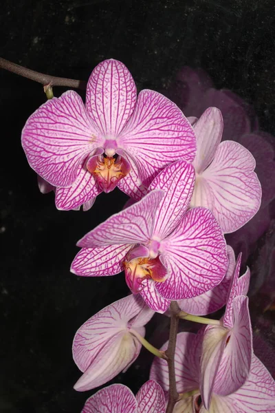Zozuliantsev Lub Orchidaceae Orchidaceae Ojczyzna Monokotypowych Wieloletnich Roślin Lądowych Lub — Zdjęcie stockowe