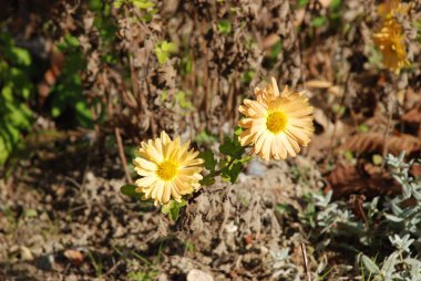 Alp makinası (Aster alpinus)          