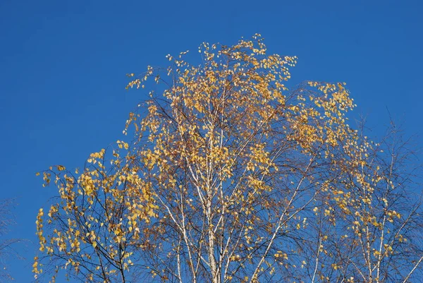 Birch Btula Genus Deciduous Trees Shrubs Birch Family Betulaceae – stockfoto