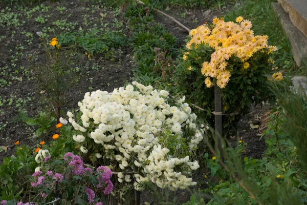Gerbera Lat Gerbera Género Plantas Con Flores Perteneciente Familia Asteraceae —  Fotos de Stock