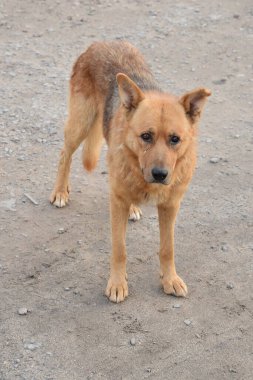 Köpek ya da evcil köpek (Canis lupus familiaris))