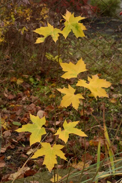 Common Maple Sharp Leaved Sycamore — стоковое фото