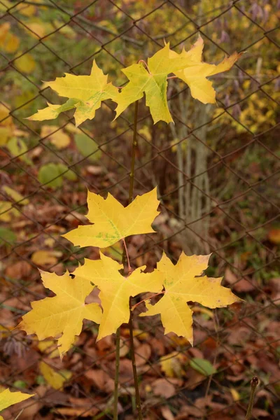 Obyčejný Javor Ostré Listy Sycamore Starý Smíšený Podzimní Les — Stock fotografie