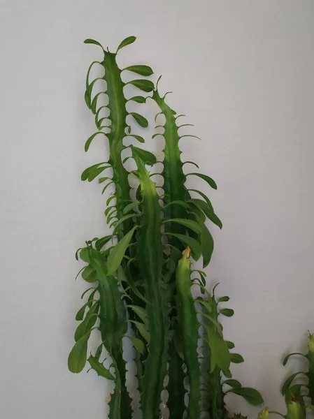 Wilczomlecz Trójkątne Lub Euphorbia Trigrated Zool Euphorbia Trigona — Zdjęcie stockowe