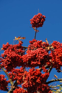 Common mountain ash (Sorbus aucuparia)