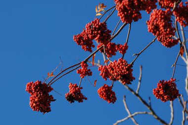 Yaygın dağ külleri (Sorbus aucuparia)