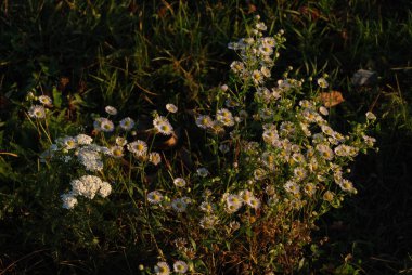 Papatya çayı ya da papatya çayı her yıl yüksek dallı bir bitki cinsidir. 