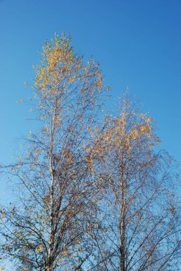 Birch (Btula) is a genus of deciduous trees and shrubs of the birch family (Betulaceae) 