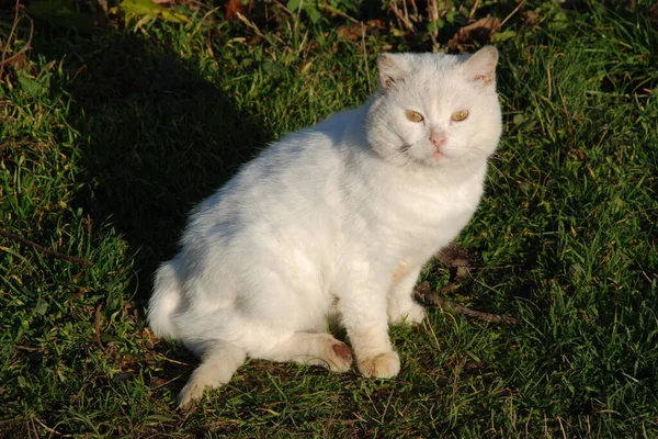 Kedi Kedisi Latince Felis Silvestris Catus Kedigiller Felis Familyasından Bir — Stok fotoğraf