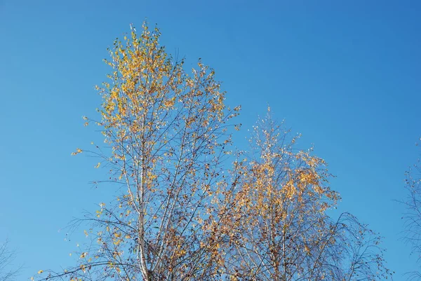 Birch Btula Genus Deciduous Trees Shrubs Birch Family Betulaceae — Fotografia de Stock