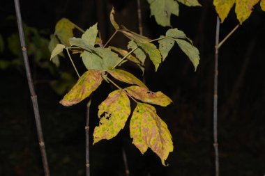 Eski karışık sonbahar ormanı