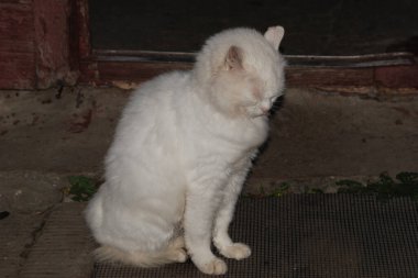 Kedi kedisi (Latince Felis Silvestris catus), kedigiller (Felis) familyasından bir kedi türü.)