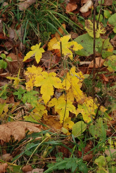 旧混合秋の森 — ストック写真