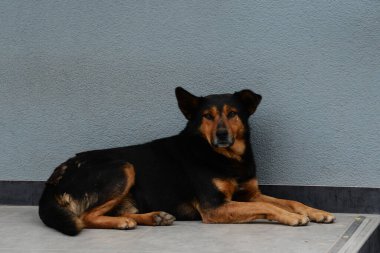 Köpek ya da evcil köpek (Canis lupus familiaris)) 