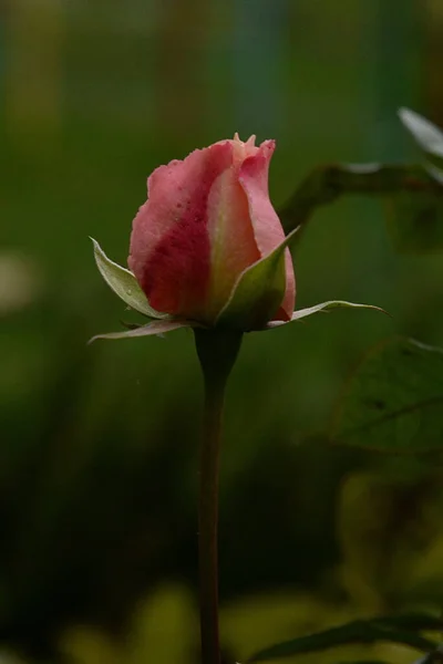 Rose Rosa Släkte Och Kulturell Form Växter Rosensläktet — Stockfoto
