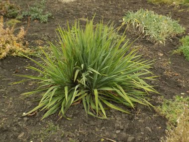 Yucca her zaman yeşil olan bir bitki cinsidir.